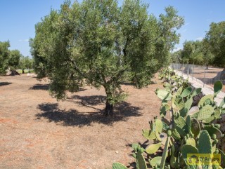 foto immobile Masseria di Charme con Piscina e 10.000 m2 di Giardino n. 9