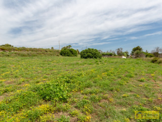 foto immobile Villa a rustico e Piscina vista mare, a Pescoluse n. 10