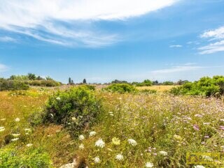 foto immobile Villa Tipica, in costruzione, con Piscina, immersa nella campagna del Salento n. 25