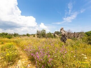 foto immobile Terreno con progetto per Villa con volte a stella e piscina  n. 11