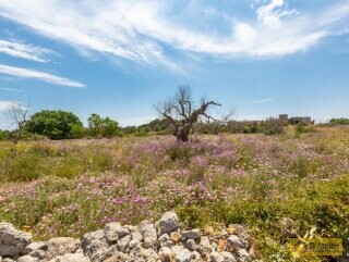 foto immobile Terreno con progetto per Villa con volte a stella e piscina  n. 14