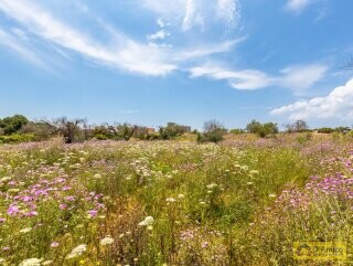 foto immobile Terreno con progetto per Villa con volte a stella e piscina  n. 15
