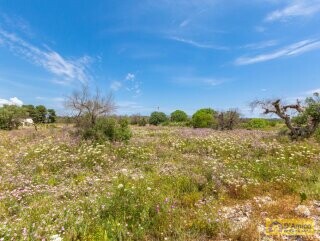 foto immobile Terreno con progetto per Villa con volte a stella e piscina  n. 16