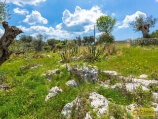 foto immobile Villa vista mare, con Pajara, a Pescoluse n. 29