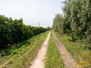 foto immobile Masseria Pugliese del 1800, a 5 minuti dal mare n. 58