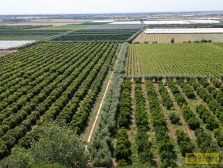 foto immobile Masseria Pugliese del 1800, a 5 minuti dal mare n. 63