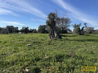 foto immobile Ampia e Moderna Villa con Piscina a Carovigno n. 17