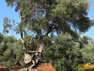 foto immobile Moderna Villa con Piscina, vista mare in costruzione n. 18