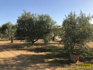 foto immobile Moderna Villa con Piscina, vista mare in costruzione n. 19