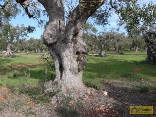 foto immobile Terreno Vista Mare con Autorizzazioni per Luminosa Villa con Piscina n. 15