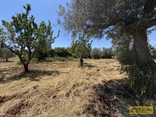 foto immobile Terreno edificabile per splendida Villa con Piscina a Carovigno n. 6