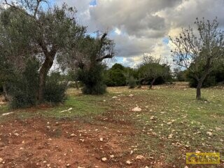 foto immobile Lussuosa Villa con Piscina, con progetto in itinere, a Carovigno (BR) n. 17