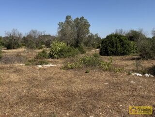foto immobile Terreno con Progetto approvato per Villa e Piscina a Torre Vado n. 24