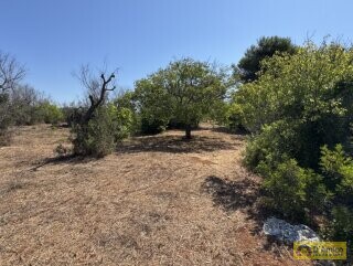 foto immobile Terreno con Progetto approvato per Villa e Piscina a Torre Vado n. 34