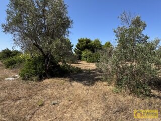 foto immobile Terreno con Progetto approvato per Villa e Piscina a Torre Vado n. 32