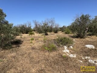 foto immobile Terreno con Progetto approvato per Villa e Piscina a Torre Vado n. 31