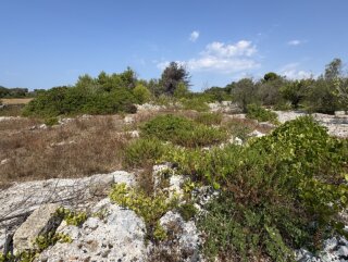 Terreno edificabile per villa con piscina, più 2 pajare, a 2 km dal mare