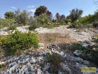 foto immobile Terreno edificabile per villa con piscina, più 2 pajare, a 2 km dal mare n. 11
