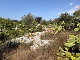 foto immobile Terreno edificabile per villa con piscina, più 2 pajare, a 2 km dal mare n. 14